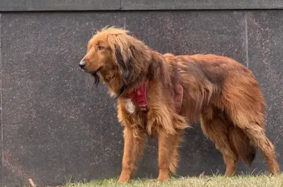 Поиск домашних животных, фото: Найдена собака с красной шлейкой, Старая площадь, 8/5, Москва