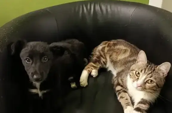 Пропала кошка, улица Гагарина, 172/1, Яблоновский - пятнисты серо-черный с белым - photo