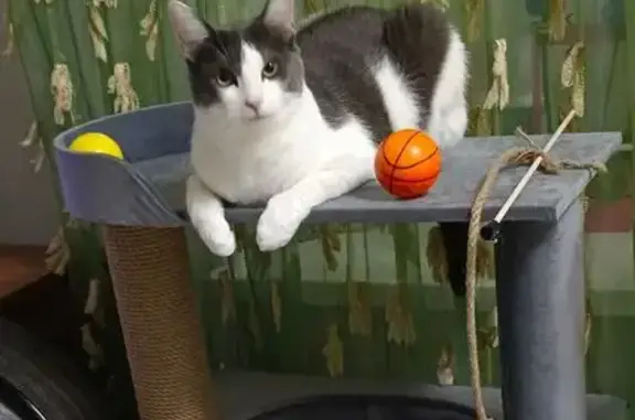 Пропала кошка, улица Кривошеина, 13, Воронеж - серо-белая мордочка, белые лапки - photo