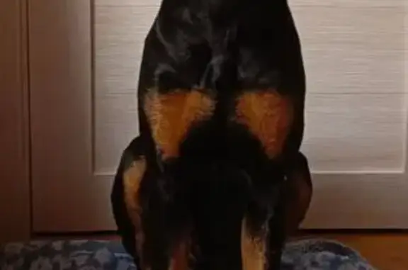 Найдена собака, Нижний Новгород, фото: Найдена собака, Рельсовая улица, Нижний Новгород - чёрно подпалая сука