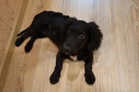 Найдена собака, Нижний Новгород, фото: Найдена собака, улица Космонавта Комарова, Нижний Новгород