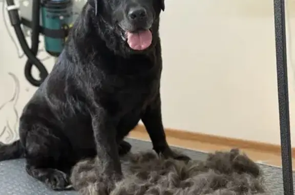 Пропал собака, улица Тимирязева, 81А, Безенчук - черный окрас, кличка Султан - photo