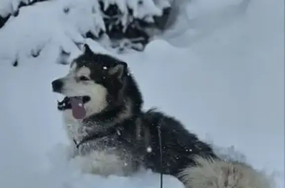 Пропал собака, улица Гоголя, 8, Чистополь - активный и дружелюбный - photo