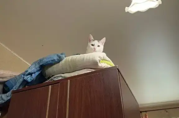 Кошки потеряшки, Уфа, фото: Потеряшка кот, Черниковская улица, 27, Уфа - выпрыгнул в окно