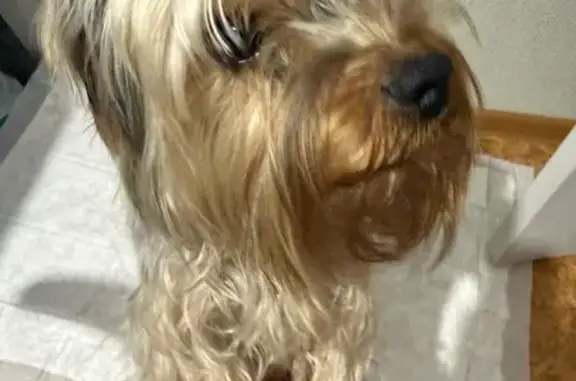 Найдена собака, Новокузнецк, фото: Найден собака, улица Спартака, Новокузнецк - в ошейнике