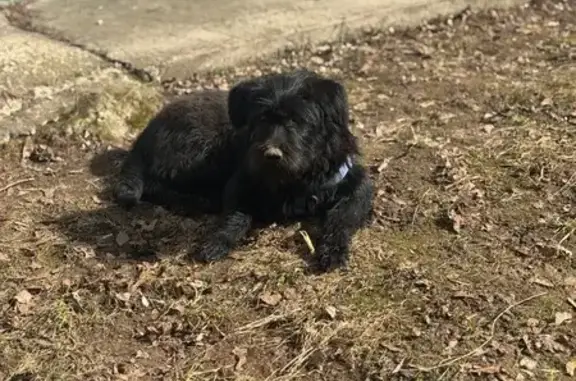 Найденные животные Владимир, фото: Найдена собака, улица Балакирева, 43, Владимир - крупный черный пес
