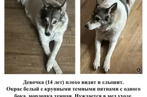 Пропала собака, женский пол, проспект Мира, Химки - старенькая, плохо видит и слышит - photo