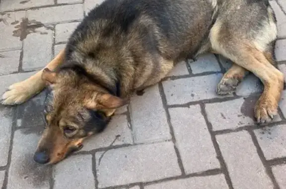 Найдена собака, Лобня, фото: Найдена собака, волчий окрас, городской округ Лобня, Московская область