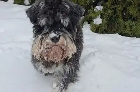 Пропал собака, Орловское шоссе, 63, Тула - подстрижен коротко, хвостик сломан - photo