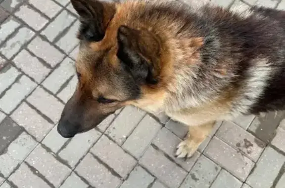 Поиск домашних животных, фото: Найден собака, Красный Посёлок, Красный - овчарка, кобель