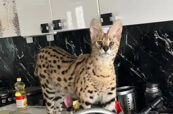 Пропал сервал Яша, мужской, Элистинская улица, 14, Элиста - photo