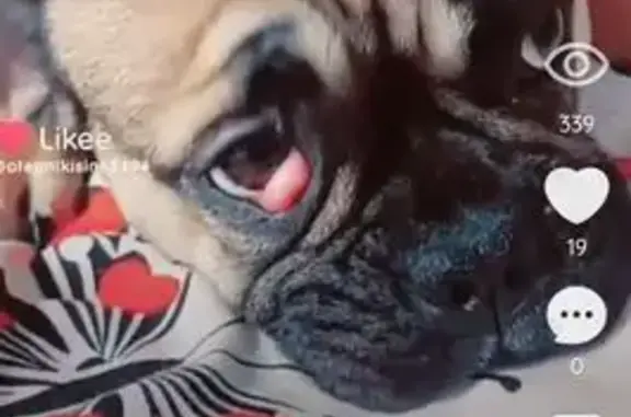 Пропала собака, Хотьково, Московская область - зовут Мотя, в правом глазу третье века - photo