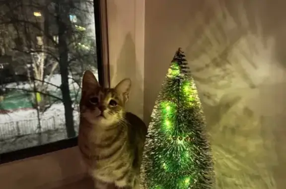 Пропала кошка, Большая Почтовая улица, 18/20 к7, Москва - серая, полосатая, глазки косят - photo