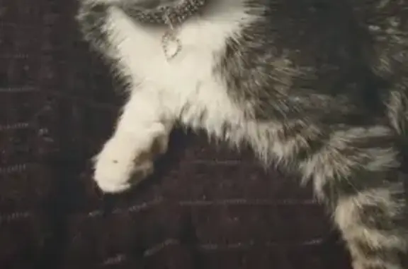 Пропала кошка, Подпорожье, Ленинградская область - ушла через окно - photo