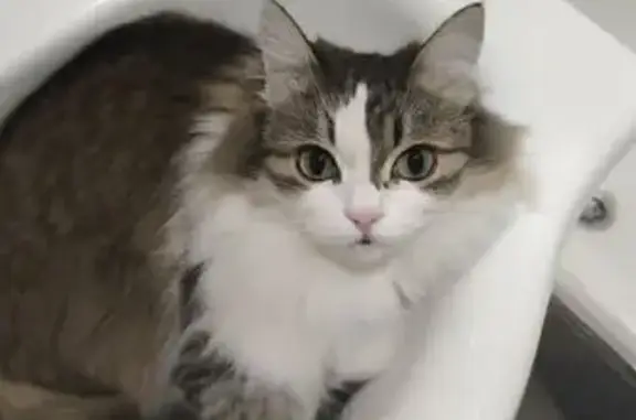 Пропала кошка, улица Тулака, Волгоград - photo