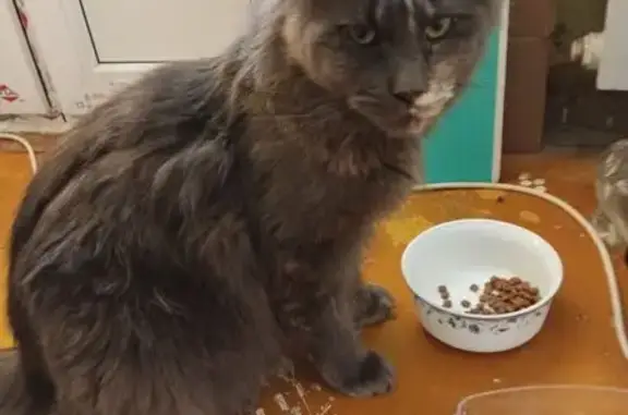 Найдена кошка, улица Циолковск...