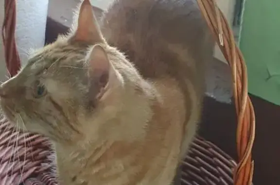 Найдена кошка, Санкт-Петербург, фото: Найдена кошка, Искровский проспект, 8 к3, Санкт-Петербург - рыжий окрас, ласковый