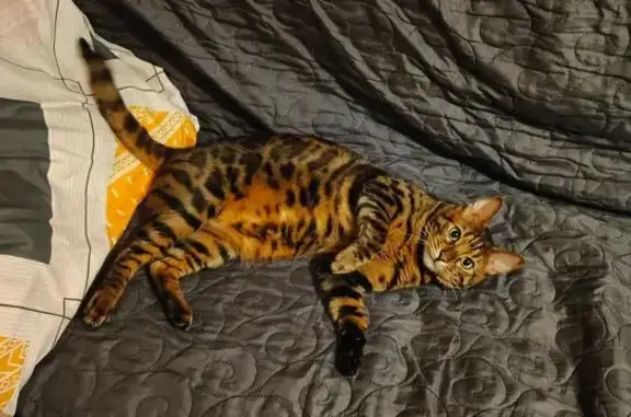 Потерянные животные Липецк, фото: Пропал кот, Звёздная улица, 4/3, Липецк - бенгальский, пятнистый