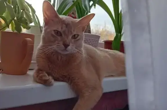 Пропала кошка, улица Цветкова, 21, Донецк - абиссинская порода, песочного цвета - photo