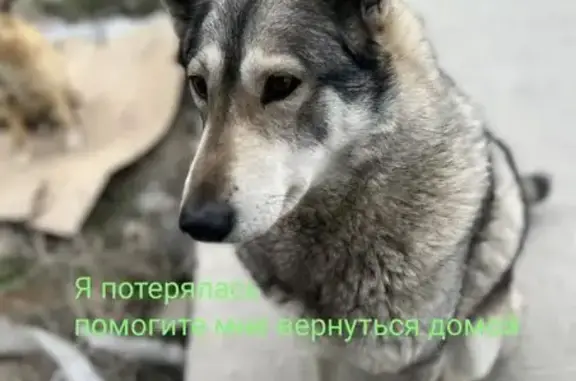 Найдена собака, Краснодар, фото: Найден собака, улица Тюляева, Краснодар - лайка, очень добрый