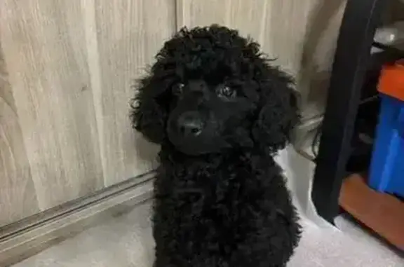 Пропала собака, улица Сергея Семёнова, 10, Барнаул - photo