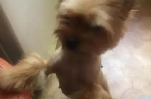 Пропала собака, женский пол, Озёрское шоссе, 34, Коломна - метиска река и шпица - photo