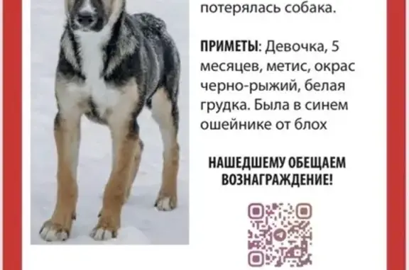 Пропала собака, женский пол, проспект Будённого, 22 к2, Москва - щенок 5 месяцев - photo