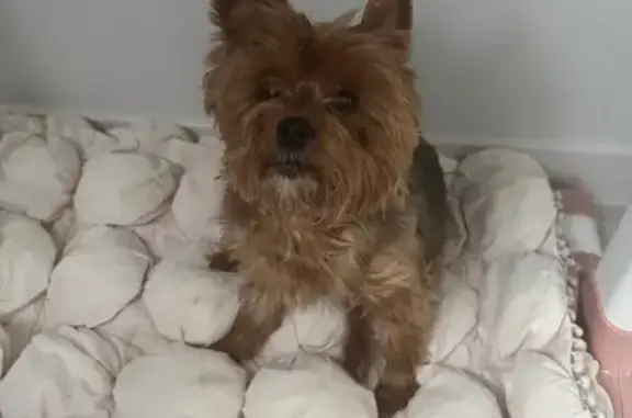 Пропала собака, Солнечная улица, Барсуки - йоркширский терьер, 15 лет - photo