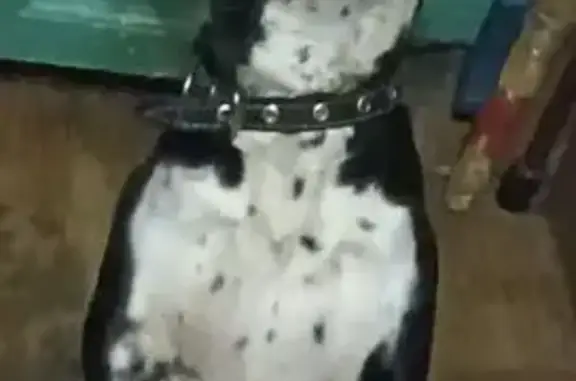 Пропала собака, улица Марии Максаковой, 71, Астрахань - чёрно-белая с белым кончиком хвоста - photo