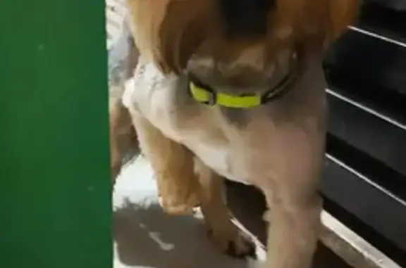 Найдена собака, Краснодар, фото: Найдена собака, улица Игнатова, Краснодар