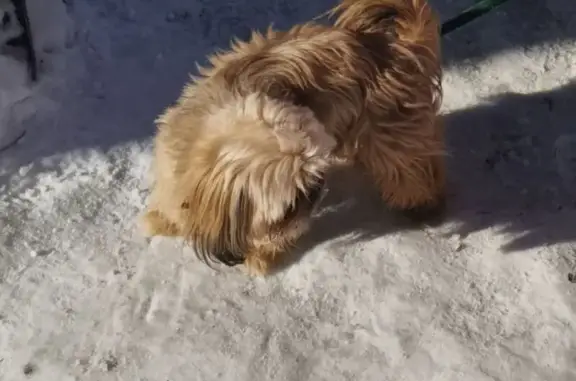 Пропал собака, улица Тюленина, 40, Белорецк - рыжий лохматый шт-тцу по имени Ричард - photo