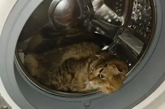 Пропал вислоухий кот, Хвалынская улица, 115, Волгоград - пушистый с писклявым мяуканьем - photo