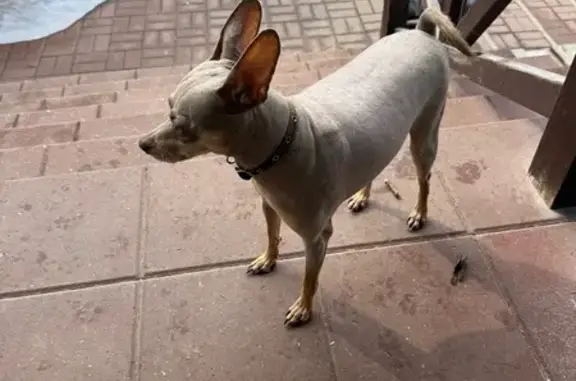 Найдена собака, Тула, фото: Найден собака, Тула