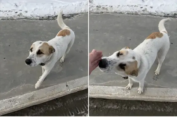 Пропал собака, мужской, Ново-Садовая улица, Самара - в брезентовом ошейнике с синим адресником - photo