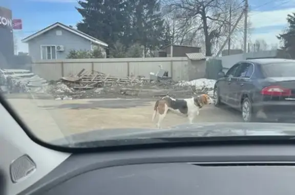 Найденные животные Горшково, фото: Найден собака, 35, Горшково - высокая гончая с черным ошейником