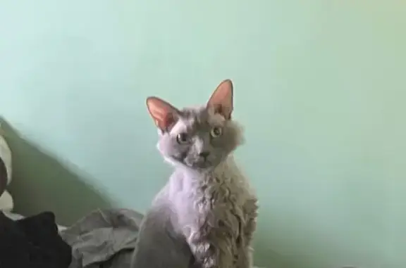 Пропала кошка, Дубнинская улица, 10 к1, Москва - серенькая и очень разговорчивая - photo