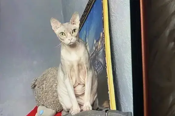 Пропала кошка, улица Ленина, 17А, Первоуральск - серый окрас - photo