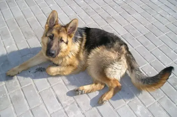 Пропала собака, Зелёная улица, 170, Краснодар - чепрачный окрас, возраст 3 года - photo