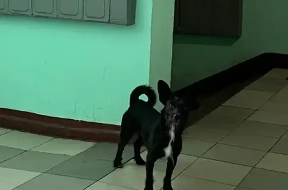 Поиск домашних животных, фото: Найден собака, Первомайская улица, 88, Москва - хвост рогаликом, на морде 