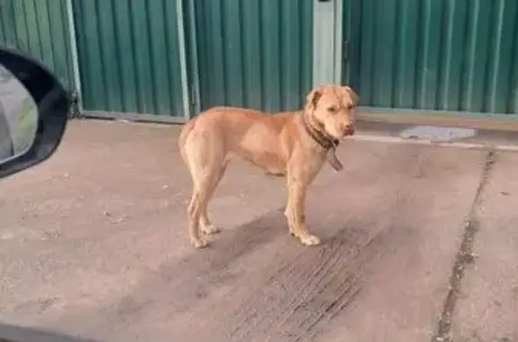 Найдена собака, Старокорсунская, фото: Найдена собака, женский пол, Степная улица, 111/1, Старокорсунская - порода шарпей