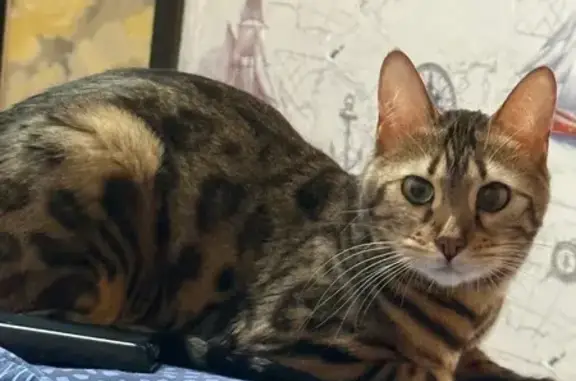 Пропала кошка, Сосновая улица, 5, Кирово-Чепецк - один глаз темнее - photo