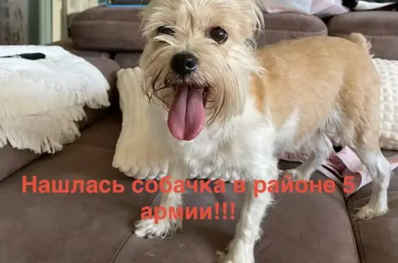 Найденные животные Омск, фото: Найден собака, улица Сазонова, 46, Омск - бело рыжего окраса