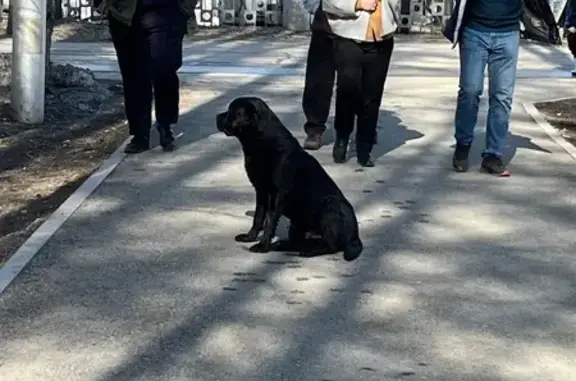 Объявления о пропавших и найденных животных, Уфа, фото: Найден собака, улица Комарова, Уфа - контактная