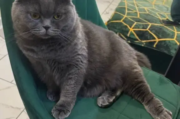 Пропала кошка, улица Яблочкова, 29, Пермь - откликается на Снежу - photo