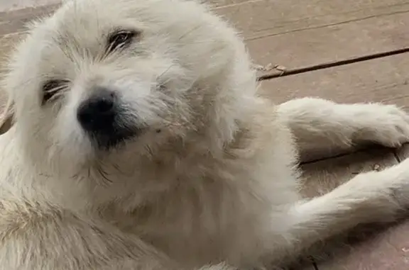 Найденные животные Яковлево, фото: Найден собака, Яковлево, Тульская область - светлой масти, молодой крупный мальчик