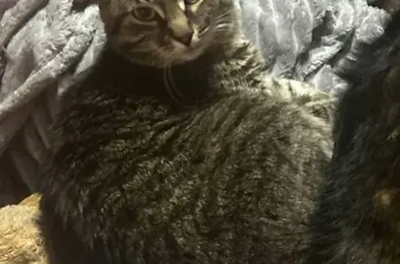 Пропала кошка, 1-я Вольская улица, Некрасовка - photo