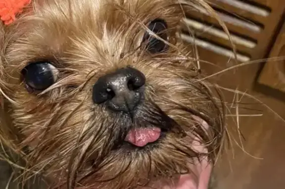 Найдена собака, Первомайский, фото: Найден собака, улица Льва Толстого, 2Б, Первомайский - с оранжевой резинкой