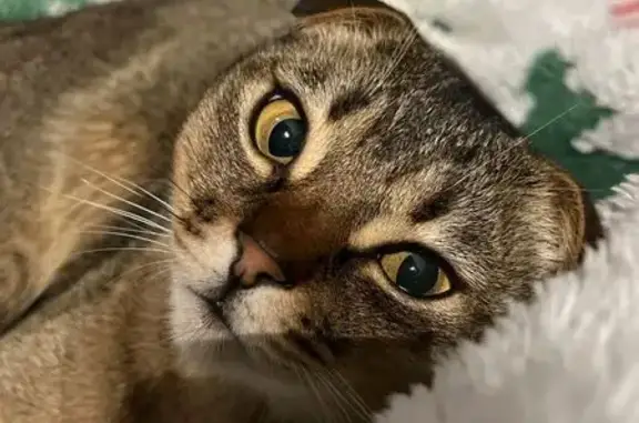 Пропала кошка, Геленджикский проспект, 138, Геленджик - вислоухий, кастрирован - photo