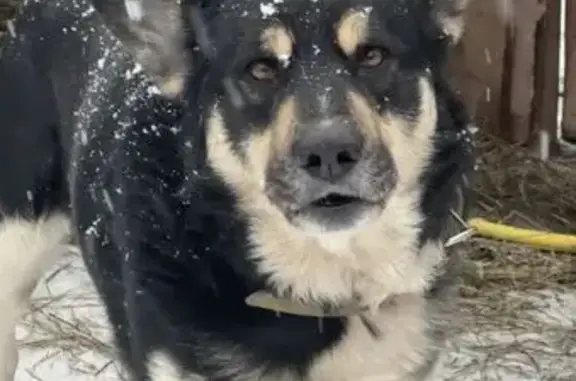 Пропал собака, мужской, Старое Синдрово, Мордовия - жёлтый ошейник с железными стразами - photo