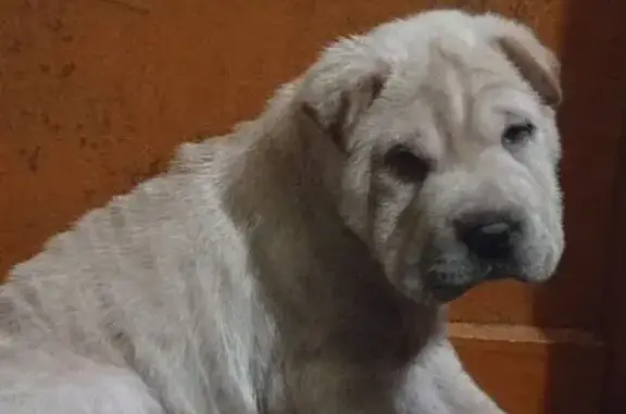 Пропал собака, молочный окрас шерсти, Интернациональный переулок, 9, Новоаннинский - photo